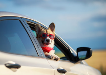 passenger puppy dog red Corgi in the sunscreen glasses pretty sticks out his face with his tongue sticking out of the car window during the trip