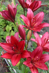 Flowers from the garden