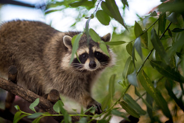 Raccoon on a tree looking at the camera