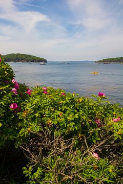 Shore Path View, Bar Harbor, Maine