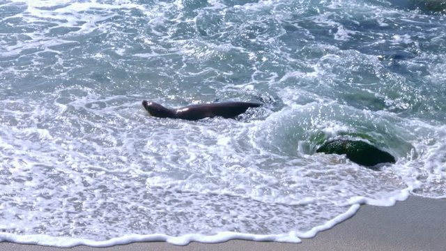 Seals Playing in the Ocean, La Jolla, California (Slow Motion)