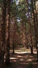 Fototapeta premium forest in autumn