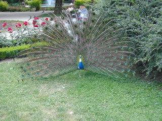 Obraz premium peacock in garden