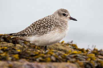 Gray plover, (Pluvialis squatarola), with winter plumage resting on a rock. Spain