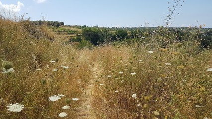 landscape with river