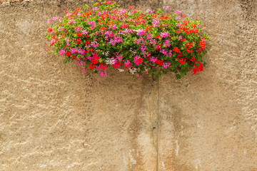 Picturesque old wall with bright blooming flowers.