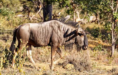 Wildebeest Sideview