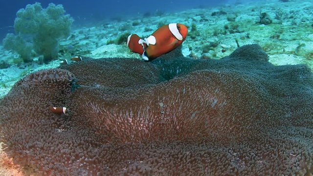 A family of red Saddleback Clownfish in their host anemone on a tropical coral reef in the Philippines
