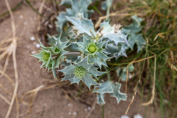 Eryngium maritimum by the sea