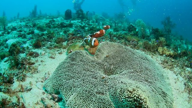 A family of red Saddleback Clownfish in their host anemone on a tropical coral reef in the Philippines
