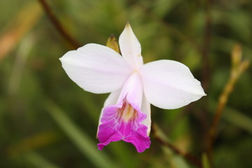 Wild Tropical Pink and White Orchid 
