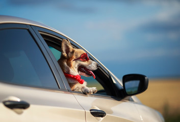 funny passenger puppy dog red Corgi in the sunscreen glasses pretty sticks out his face with his tongue sticking out of the car window during the trip