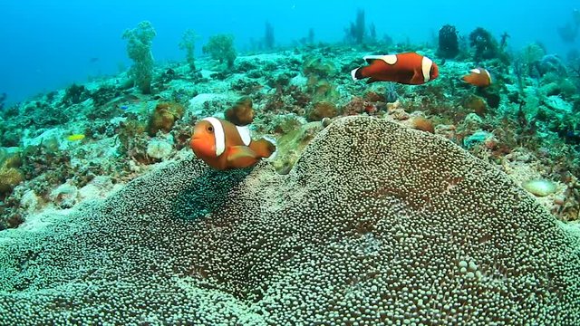 A family of red Saddleback Clownfish in their host anemone on a tropical coral reef in the Philippines