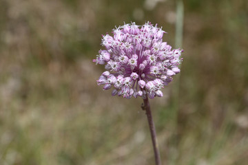 Field hose, Ajo perro Allium ampeloprasum
