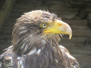Tête d'aigle