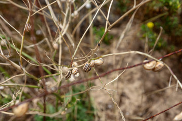 Snail in the dunes, Northern Spain