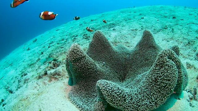 A family of red Saddleback Clownfish in their host anemone on a tropical coral reef in the Philippines