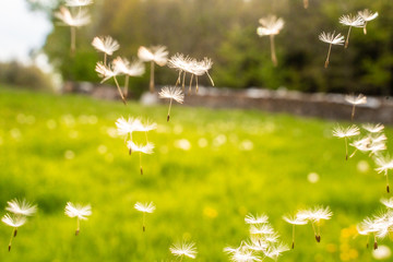 Detailaufnahme von einer Pustblume in Luft schwebend
