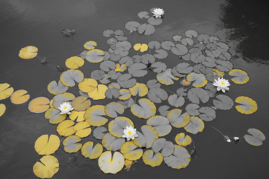 jardin botanico universidad de malaga uma nenufares blancos sobre monocromo blanco y negro con color parcial amarillo
