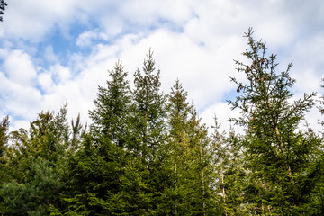 Wald Baumspitzen, die in blauen Wolkenhimmel ragen