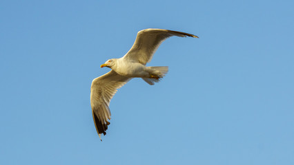 Yellow-legged Gull Flying