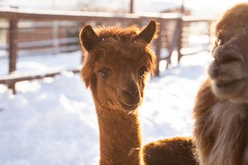Brown alpaca looking straight ahead - portrait of a brown alpaca on snow background. Selective focus on the alpaca's face