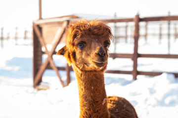 Brown alpaca looking straight ahead - portrait of a brown alpaca on snow background. Selective...