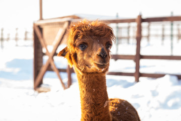 Brown alpaca looking straight ahead - portrait of a brown alpaca on snow background. Selective focus on the alpaca's face