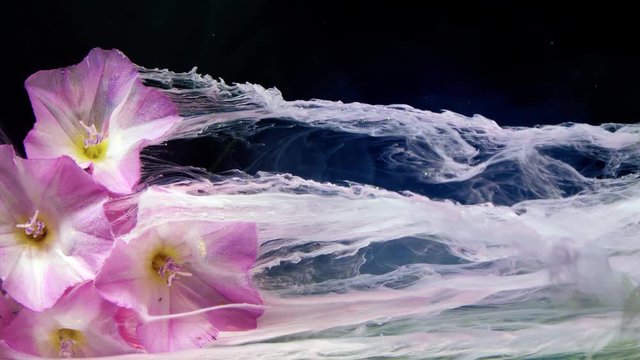 Ipomoea carnea flowers. Colourful paint in water.