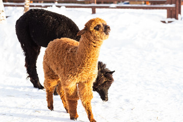 Naklejka premium Baby Alpaca and mother Alpaca in winter