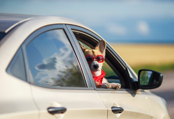 funny passenger red corgi puppy dog in sunglasses, he stuck his pretty face  and paws from the car window during mja suburban summer trip