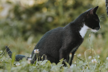 black cat in the grass