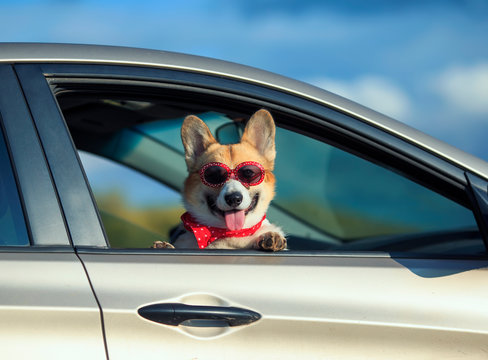 passenger red corgi puppy dog in sunglasses, he stuck his pretty face out with his tongue and paws from the car window during mja suburban summer trip