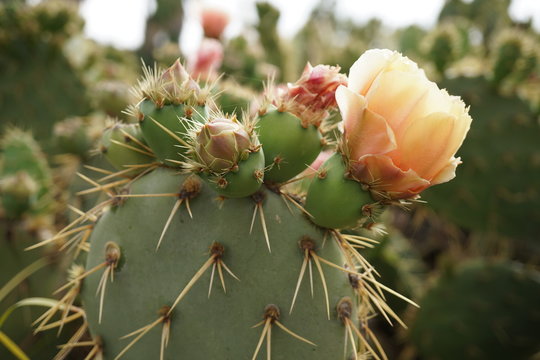 plantas crasas cactaceas y chumberas