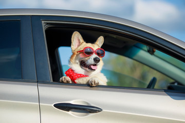 funny passenger red corgi puppy dog in sunglasses pretty stuck his muzzle out of the car window...