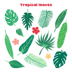 Set of vector leaves of tropical plants. Exotic monstera, banana, palm, hibiscus. Illustration in a flat style