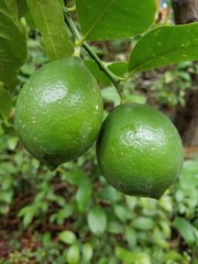 Two unripe Lemons on a branch 3