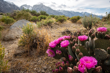 cactus blooming with pink flowers in desert landscape - 279899900