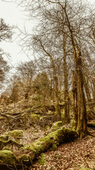 Gerberstein im Frühling