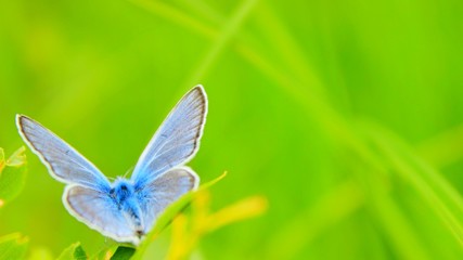blue butterfly on a blade of grass