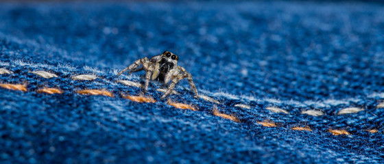 Springspinne auf Jeans