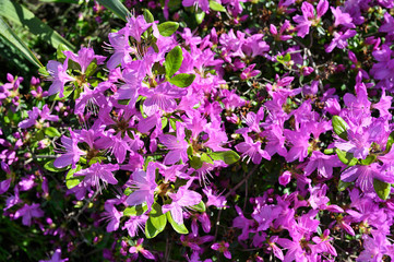 Purple azalea flowers in nature.