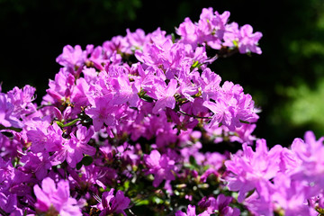 Obraz premium Purple azalea flowers in nature.