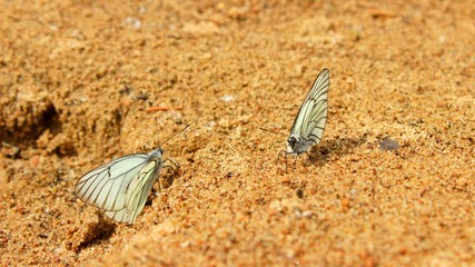 butterfly on the sand