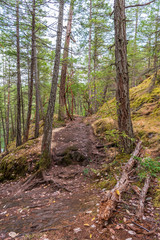 View at Trail in Park in British Columbia, Canada.