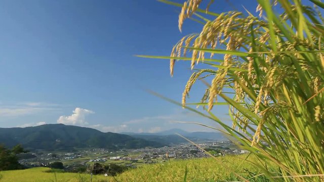Ears of Koshihikari rice swaying in wind, Japan
