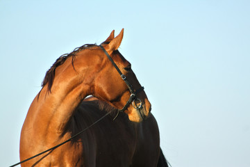 Portrait of a chestnut horse in a bridle against blue sky. Animal head.