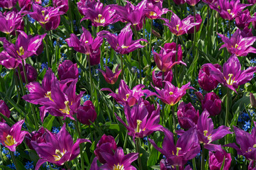 Purple tulip flower bed in the garden from the Netherlands, Keukenhof