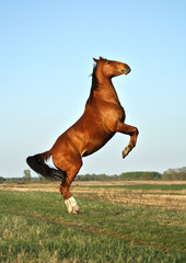 Chestnut horse rearing in the field in freedom. Side view, in motion.