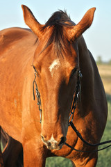 Head of a chestnut horse in a bridle. Animal portrait, close up.